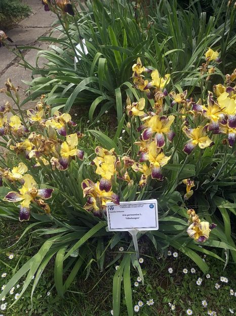  - 2020 Gradina botanica Iasi