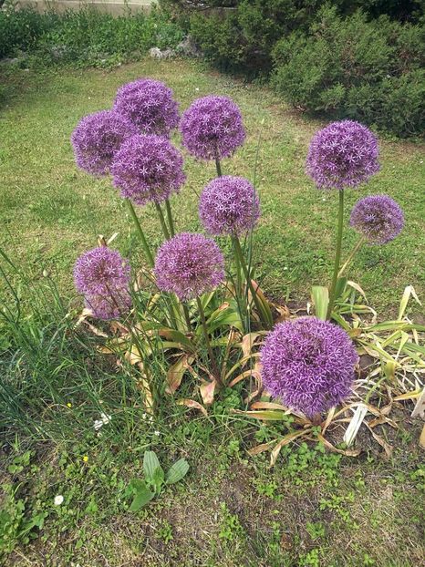  - 2020 Gradina botanica Iasi