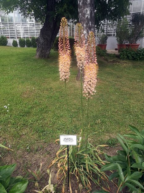  - 2020 Gradina botanica Iasi