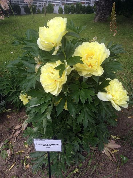  - 2020 Gradina botanica Iasi