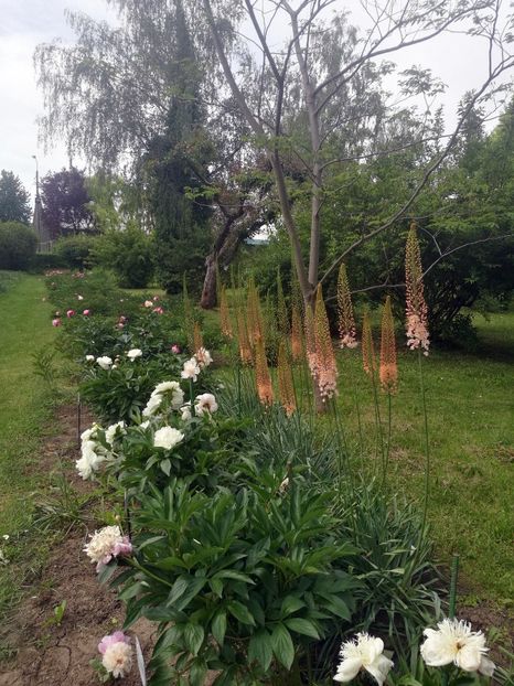  - 2020 Gradina botanica Iasi