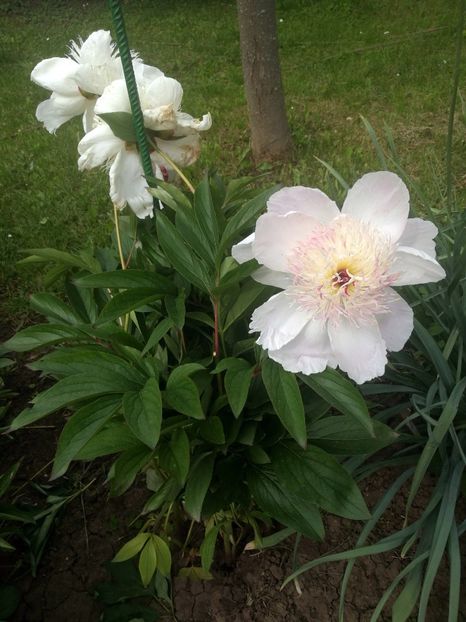  - 2020 Gradina botanica Iasi