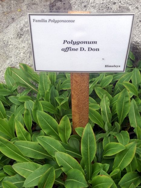  - 2020 Gradina botanica Iasi