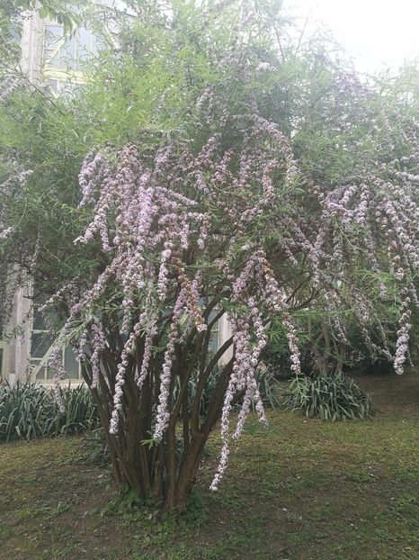  - 2020 Gradina botanica Iasi