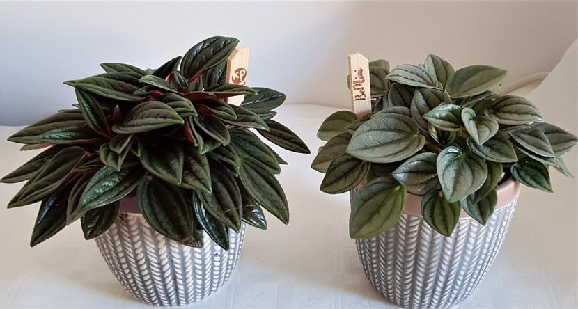  - x Plante fara flori