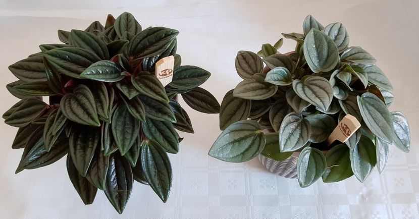  - x Plante fara flori