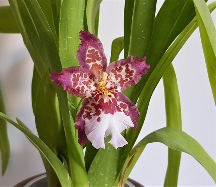GUAN SHIN DIAMOND - Oncidium