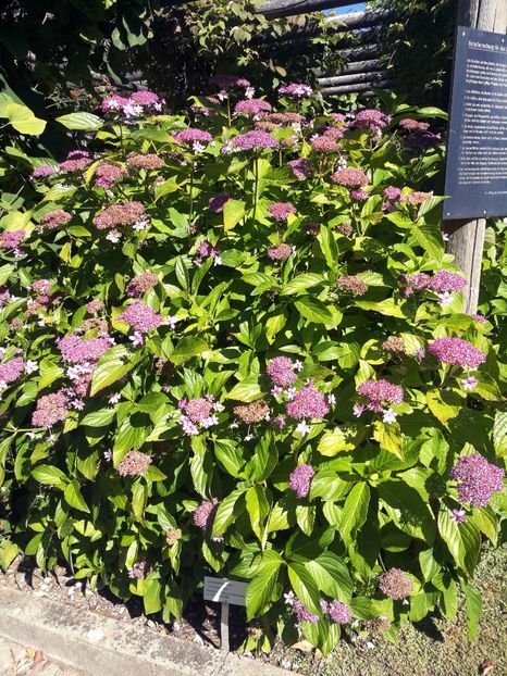  - 2020 Gradina botanica Regensburg