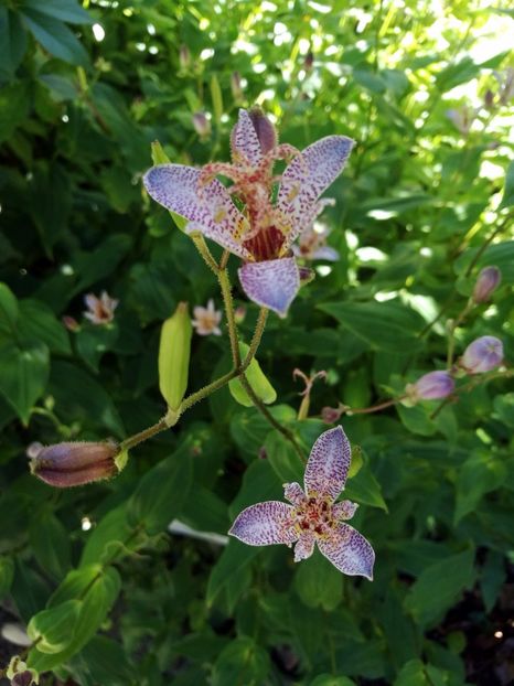  - 2020 Gradina botanica Regensburg