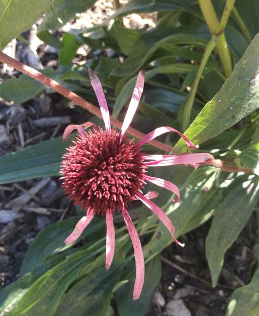  - 2020 Gradina botanica Regensburg