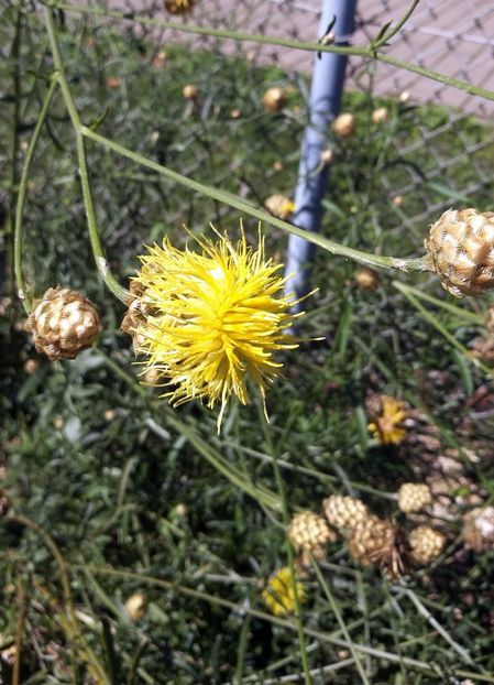  - 2020 Gradina botanica Regensburg