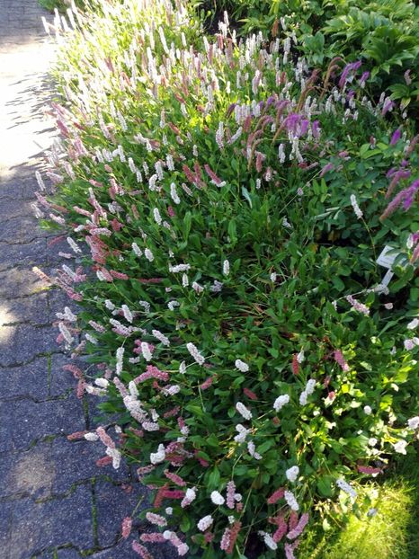  - 2020 Gradina botanica Regensburg