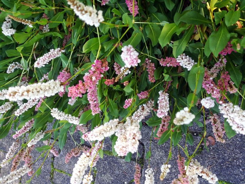  - 2020 Gradina botanica Regensburg