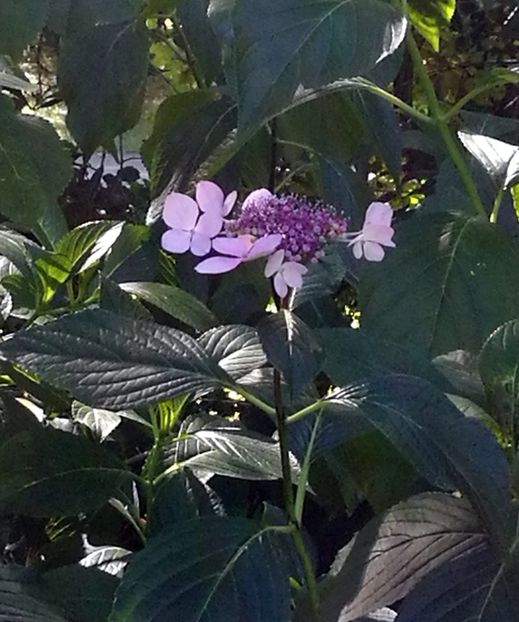  - 2020 Gradina botanica Regensburg