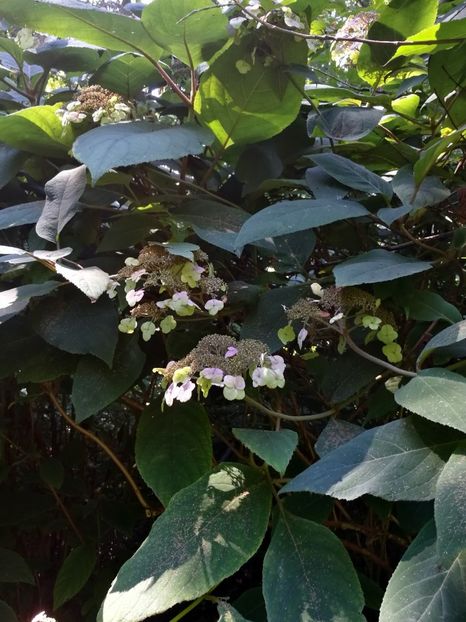  - 2020 Gradina botanica Regensburg