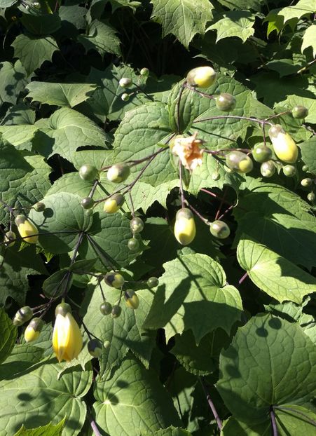  - 2020 Gradina botanica Regensburg