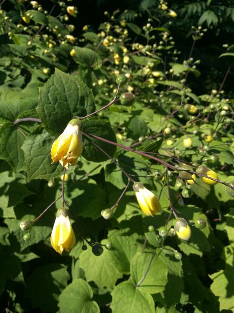  - 2020 Gradina botanica Regensburg