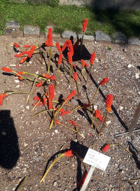  - 2020 Gradina botanica Regensburg