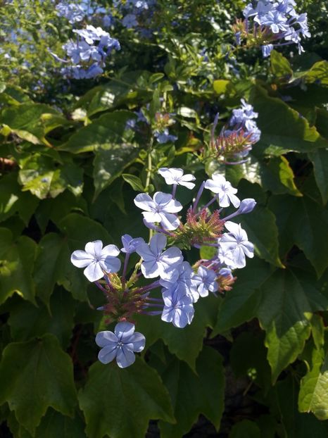  - 2020 Gradina botanica Munchen