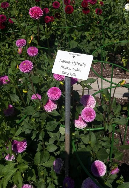  - 2020 Gradina botanica Munchen