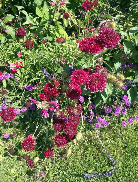  - 2020 Gradina botanica Munchen