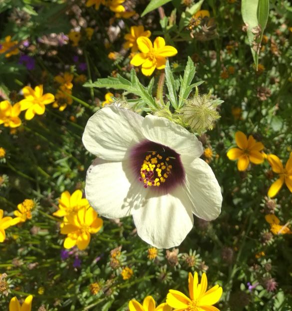  - 2020 Gradina botanica Munchen