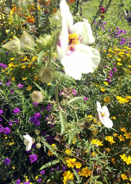  - 2020 Gradina botanica Munchen