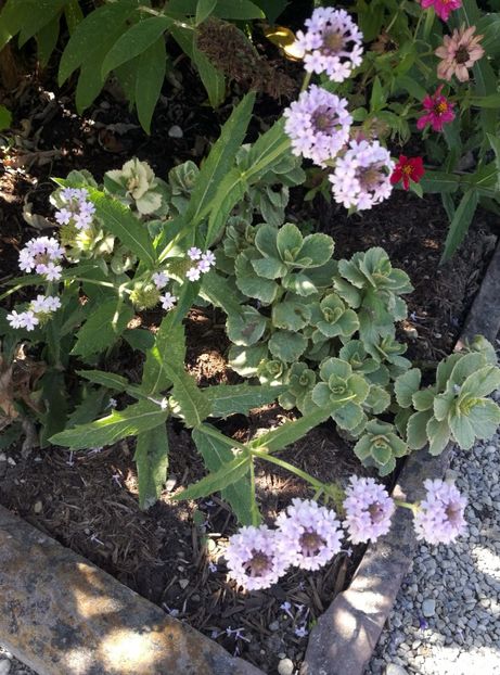  - 2020 Gradina botanica Munchen