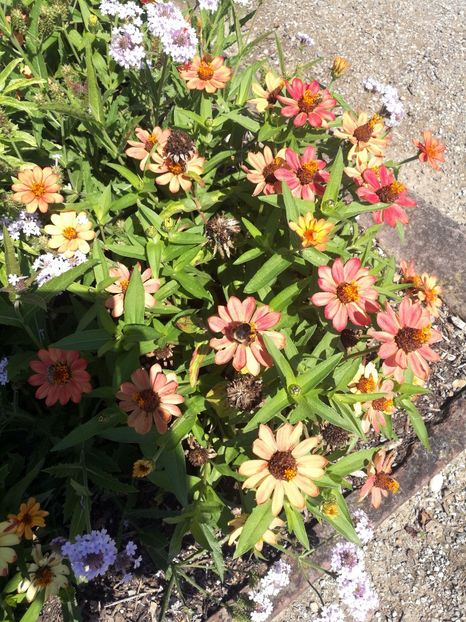  - 2020 Gradina botanica Munchen