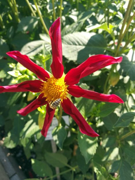  - 2020 Gradina botanica Munchen