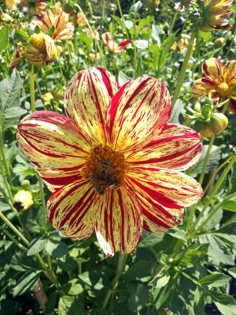  - 2020 Gradina botanica Munchen