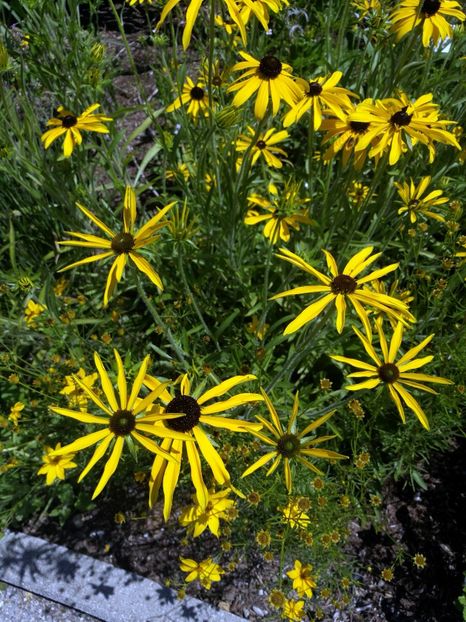  - 2020 Gradina botanica Munchen