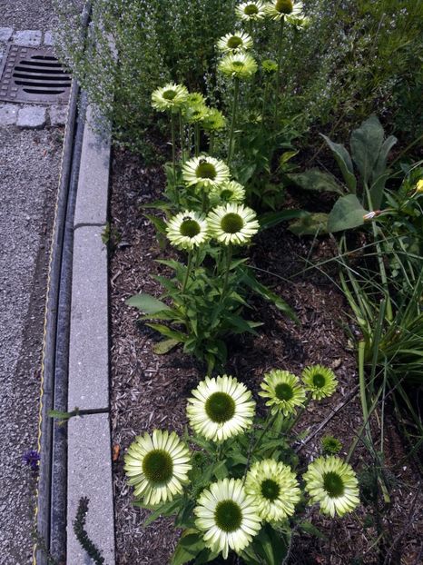  - 2020 Gradina botanica Munchen