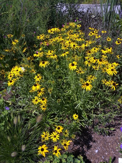  - 2020 Gradina botanica Munchen