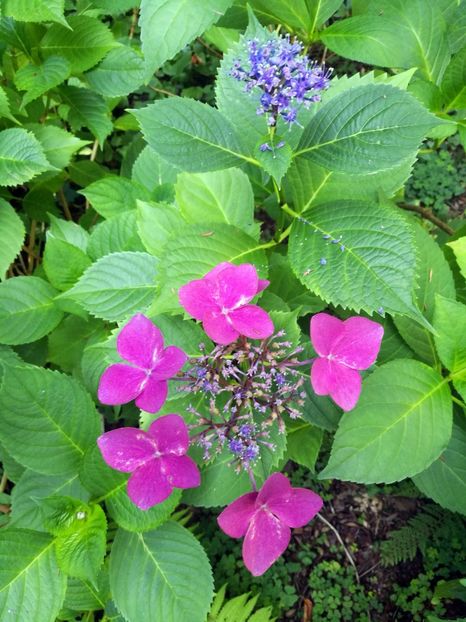  - 2020 Gradina botanica Munchen