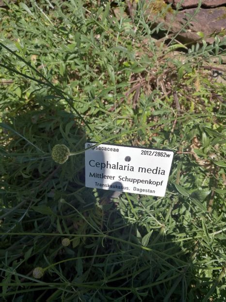  - 2020 Gradina botanica Munchen