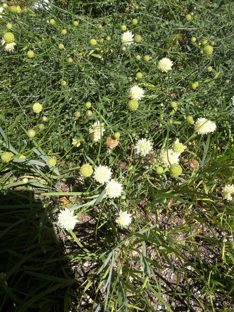  - 2020 Gradina botanica Munchen