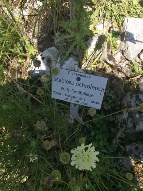  - 2020 Gradina botanica Munchen