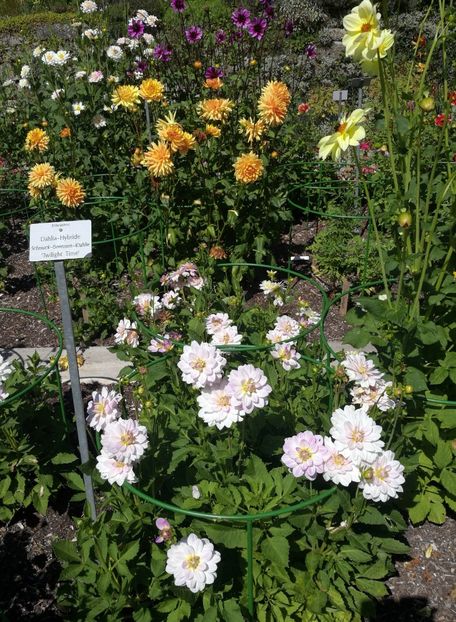  - 2020 Gradina botanica Munchen