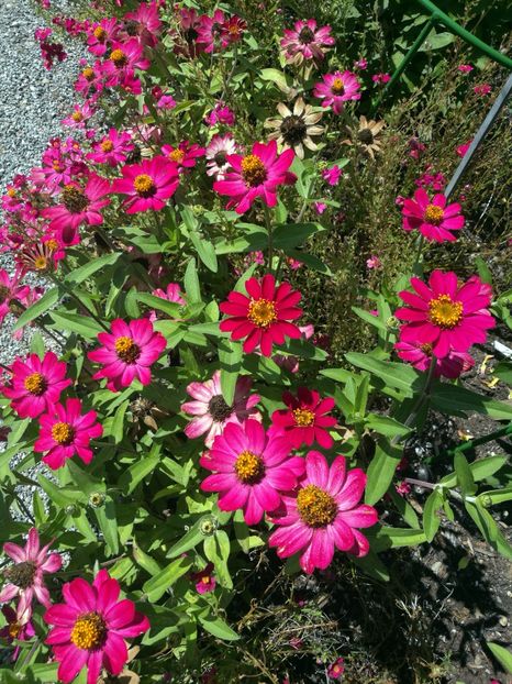  - 2020 Gradina botanica Munchen