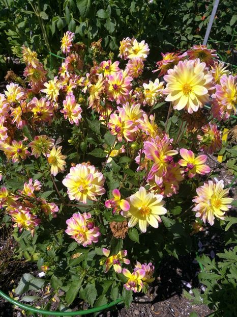  - 2020 Gradina botanica Munchen