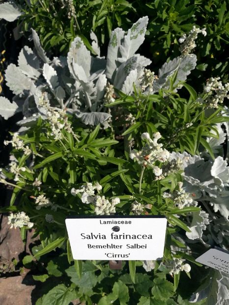  - 2020 Gradina botanica Munchen