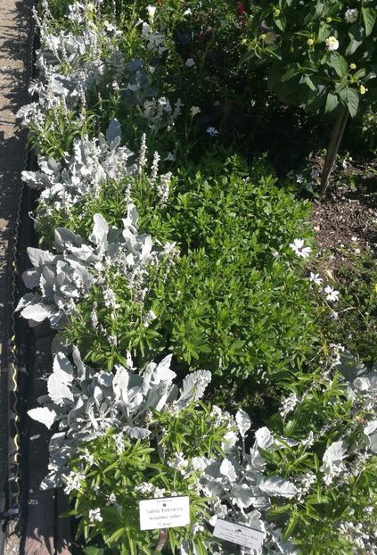  - 2020 Gradina botanica Munchen