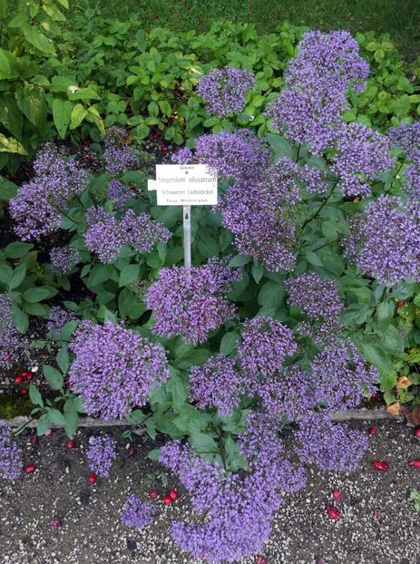  - 2020 Gradina botanica Munchen