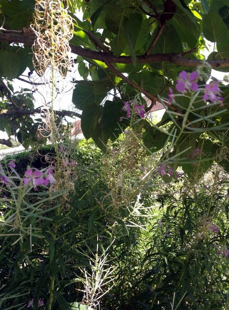  - 2020 Gradina botanica Munchen