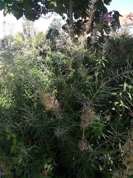  - 2020 Gradina botanica Munchen