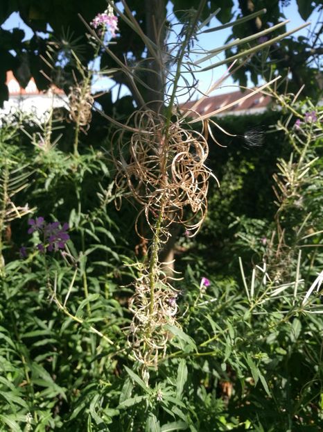  - 2020 Gradina botanica Munchen