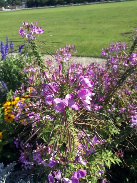  - 2020 Gradina botanica Munchen