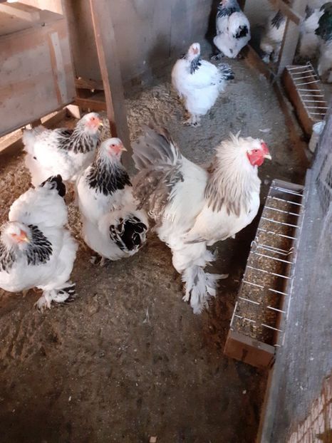 brahma herminat deschis albastru - COMENZI DE OUA DE INCUBAT