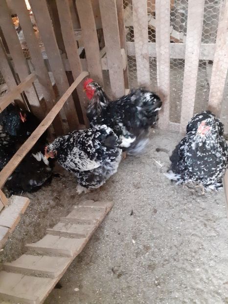 cochinchina urias negru-alb bobat - COMENZI DE OUA DE INCUBAT